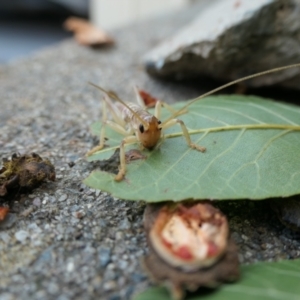 Gryllacrididae (family) at Weston, ACT - suppressed