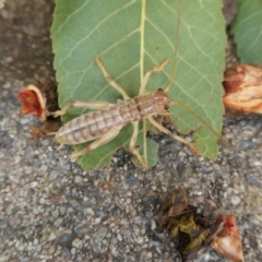 Gryllacrididae (family) at Weston, ACT - suppressed