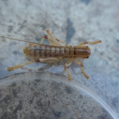 Gryllacrididae (family) at Weston, ACT - suppressed