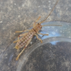 Gryllacrididae (family) at Weston, ACT - suppressed