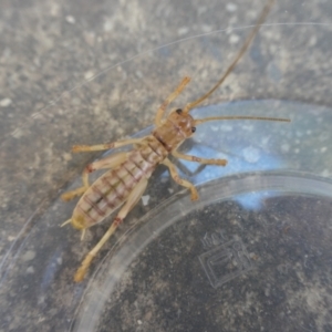 Gryllacrididae (family) at Weston, ACT - suppressed