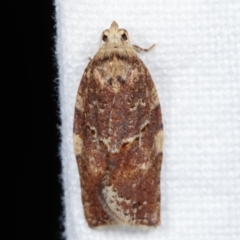 Epiphyas ashworthana (Ashworth's Tortrix) at Melba, ACT - 15 Apr 2021 by kasiaaus