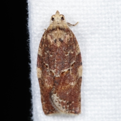 Epiphyas ashworthana (Ashworth's Tortrix) at Melba, ACT - 14 Apr 2021 by kasiaaus