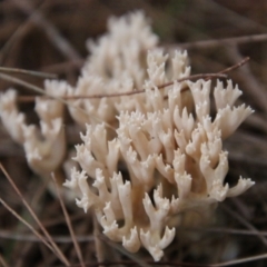 Ramaria sp. (genus) (A Coral fungus) at Moruya, NSW - 9 Apr 2021 by LisaH