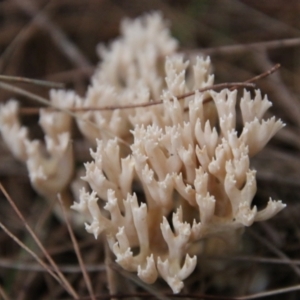 Ramaria sp. (genus) at Moruya, NSW - suppressed