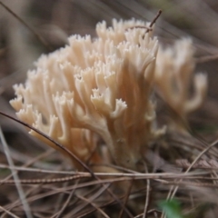 Ramaria sp. (genus) at Moruya, NSW - suppressed