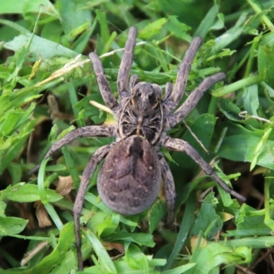 Tasmanicosa sp. (genus) (Unidentified Tasmanicosa wolf spider) at Broulee Moruya Nature Observation Area - 4 Feb 2021 by LisaH