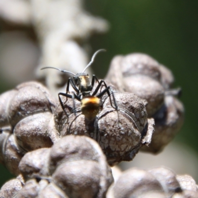 Polyrhachis ammon (Golden-spined Ant, Golden Ant) at Moruya, NSW - 2 Feb 2021 by LisaH