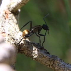 Polyrhachis ammon at Moruya, NSW - suppressed