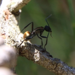 Polyrhachis ammon at Moruya, NSW - suppressed