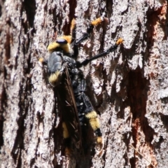 Phellus olgae (Robber fly) at Broulee Moruya Nature Observation Area - 2 Feb 2021 by LisaH