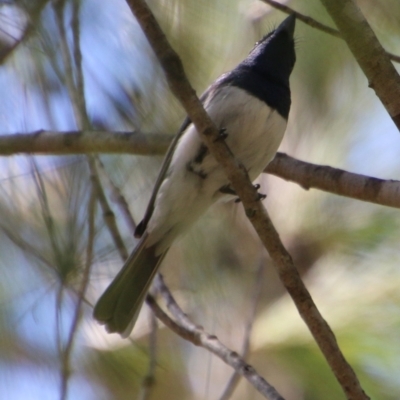 Myiagra cyanoleuca (Satin Flycatcher) at Broulee Moruya Nature Observation Area - 2 Feb 2021 by LisaH