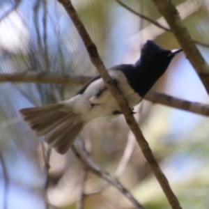 Myiagra cyanoleuca at Moruya, NSW - 2 Feb 2021