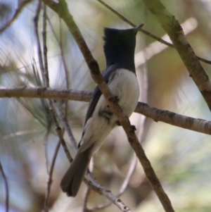 Myiagra cyanoleuca at Moruya, NSW - 2 Feb 2021