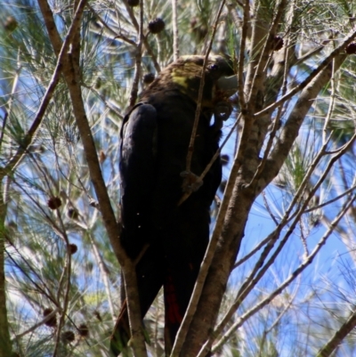 Calyptorhynchus lathami (Glossy Black-Cockatoo) at Moruya, NSW - 2 Feb 2021 by LisaH