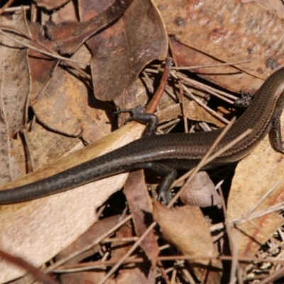 Lampropholis delicata (Delicate Skink) at Broulee Moruya Nature Observation Area - 2 Feb 2021 by LisaH