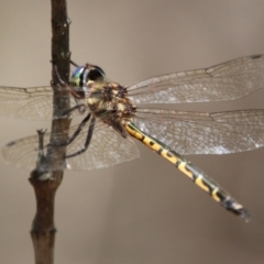 Hemicordulia australiae (Australian Emerald) at Moruya, NSW - 2 Feb 2021 by LisaH