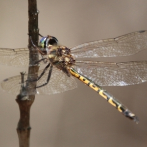 Hemicordulia australiae at Moruya, NSW - 2 Feb 2021