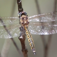 Hemicordulia australiae at Moruya, NSW - 2 Feb 2021