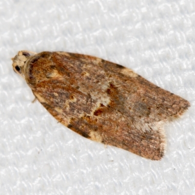 Epiphyas ashworthana (Ashworth's Tortrix) at Melba, ACT - 25 Jan 2021 by Bron