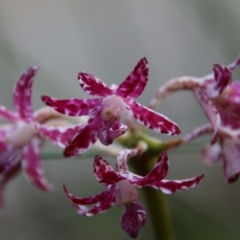 Dipodium variegatum (Blotched Hyacinth Orchid) at Moruya, NSW - 2 Feb 2021 by LisaH