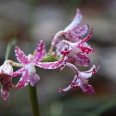 Dipodium variegatum at Moruya, NSW - suppressed