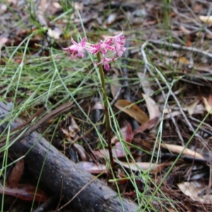 Dipodium variegatum at Moruya, NSW - suppressed