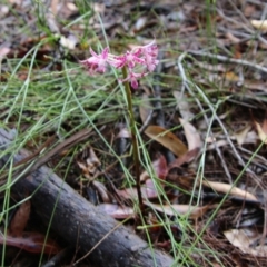 Dipodium variegatum at Moruya, NSW - 2 Feb 2021