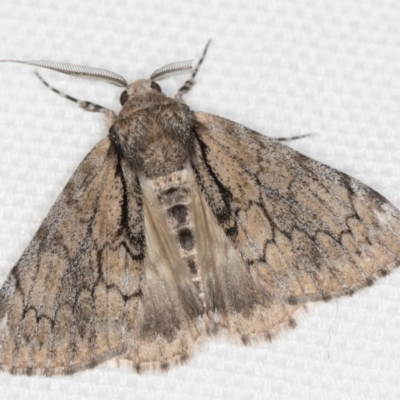 Rhuma argyraspis (Webbed Grey) at Melba, ACT - 25 Jan 2021 by Bron