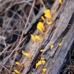Calocera sp. (A stagshorn fungus) at Moruya, NSW - 1 Feb 2021 by LisaH