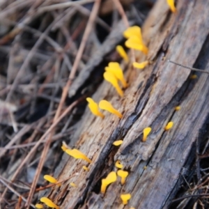 Calocera sp. at Moruya, NSW - 2 Feb 2021