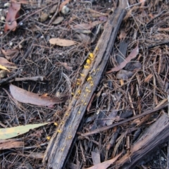 Calocera sp. at Moruya, NSW - suppressed