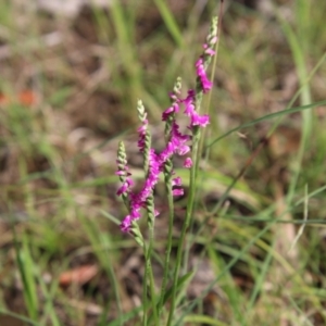 Spiranthes australis at Moruya, NSW - suppressed