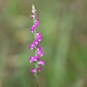 Spiranthes australis at Moruya, NSW - suppressed