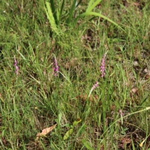 Spiranthes australis at Moruya, NSW - suppressed