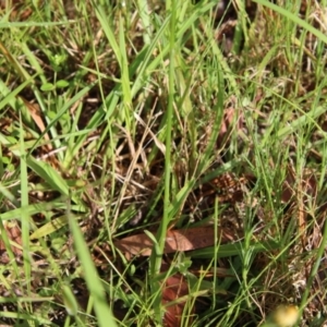 Spiranthes australis at Moruya, NSW - suppressed