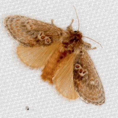 Pseudanapaea (genus) (A cup moth) at Melba, ACT - 25 Jan 2021 by Bron