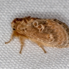 Pseudanapaea (genus) at Melba, ACT - 25 Jan 2021