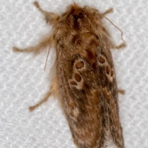 Pseudanapaea (genus) at Melba, ACT - 25 Jan 2021