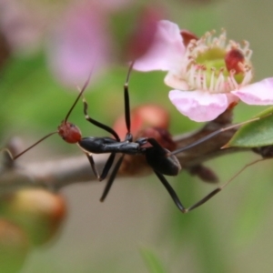 Leptomyrmex erythrocephalus at Moruya, NSW - suppressed