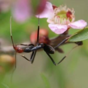 Leptomyrmex erythrocephalus at Moruya, NSW - 3 Feb 2021