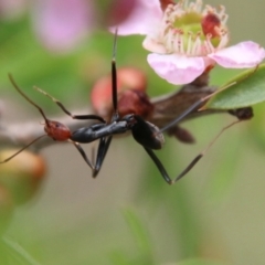 Leptomyrmex erythrocephalus at Moruya, NSW - suppressed