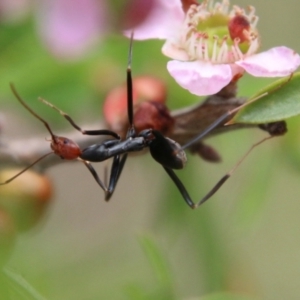 Leptomyrmex erythrocephalus at Moruya, NSW - suppressed