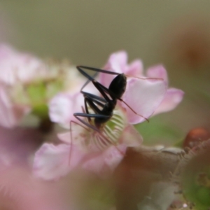 Leptomyrmex erythrocephalus at Moruya, NSW - suppressed