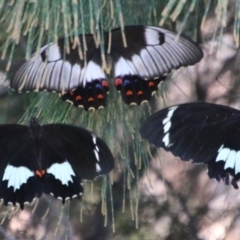 Papilio aegeus (Orchard Swallowtail, Large Citrus Butterfly) at Moruya, NSW - 3 Feb 2021 by LisaH