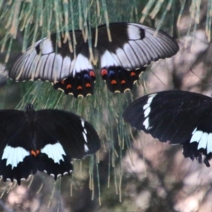 Papilio aegeus at Moruya, NSW - suppressed