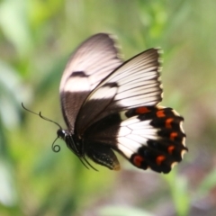 Papilio aegeus at Moruya, NSW - suppressed