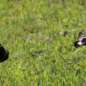 Papilio aegeus at Moruya, NSW - suppressed