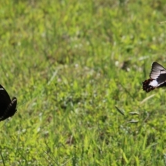 Papilio aegeus at Moruya, NSW - 3 Feb 2021