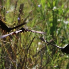 Papilio aegeus at Moruya, NSW - suppressed